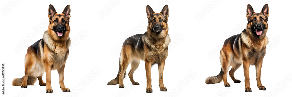 Regal German Shepherd Dog Portraits on Transparent Background