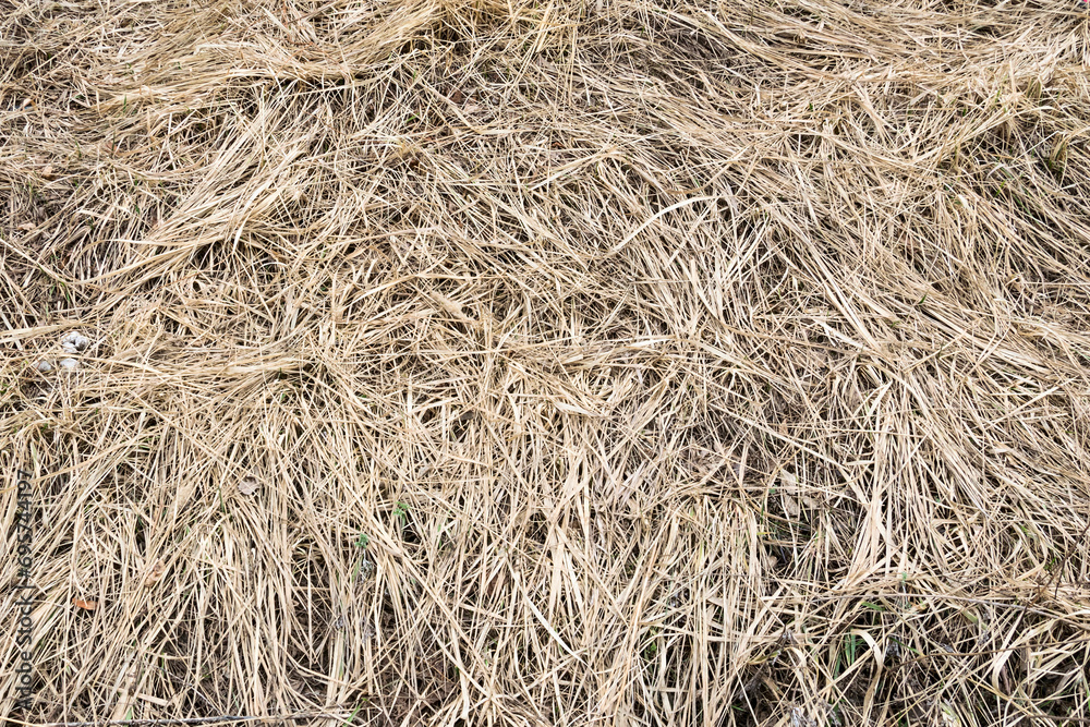 Dried withered grass in the meadow Dried withered grass in the meadow