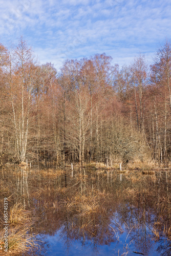 Edge of a forest with a flooded meadow in early spring