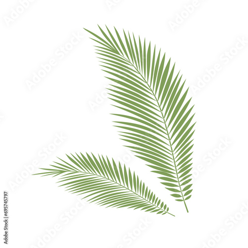 palm tree leaves in green color