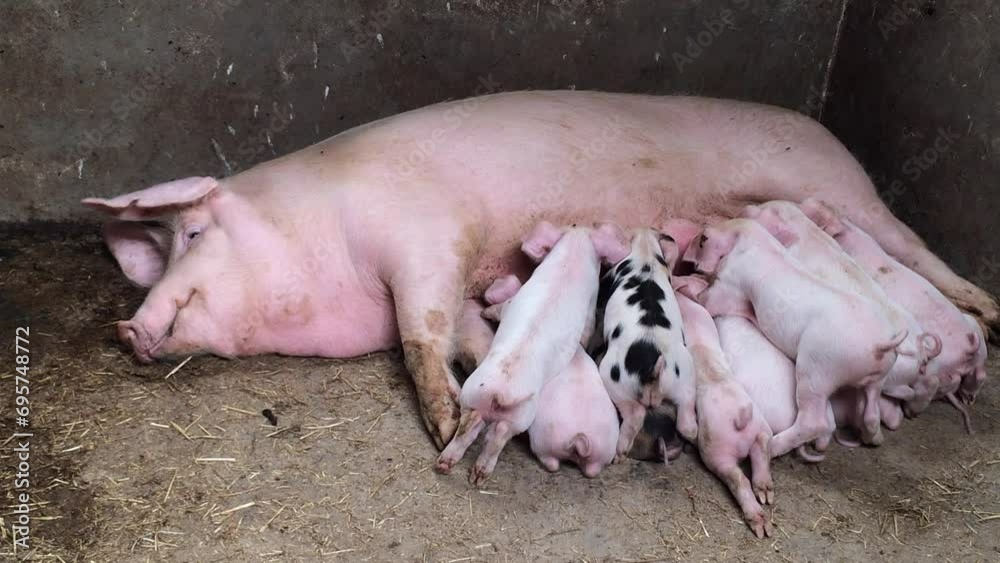 Sow feeds small piglets, piglets drink sow's milk, pig feeds children, pig farm Sow feeds small piglets, piglets drink sow's milk, pig feeds children, pig farm