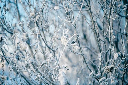 Natural winter background. frozen branches and leaves, all covered in snow