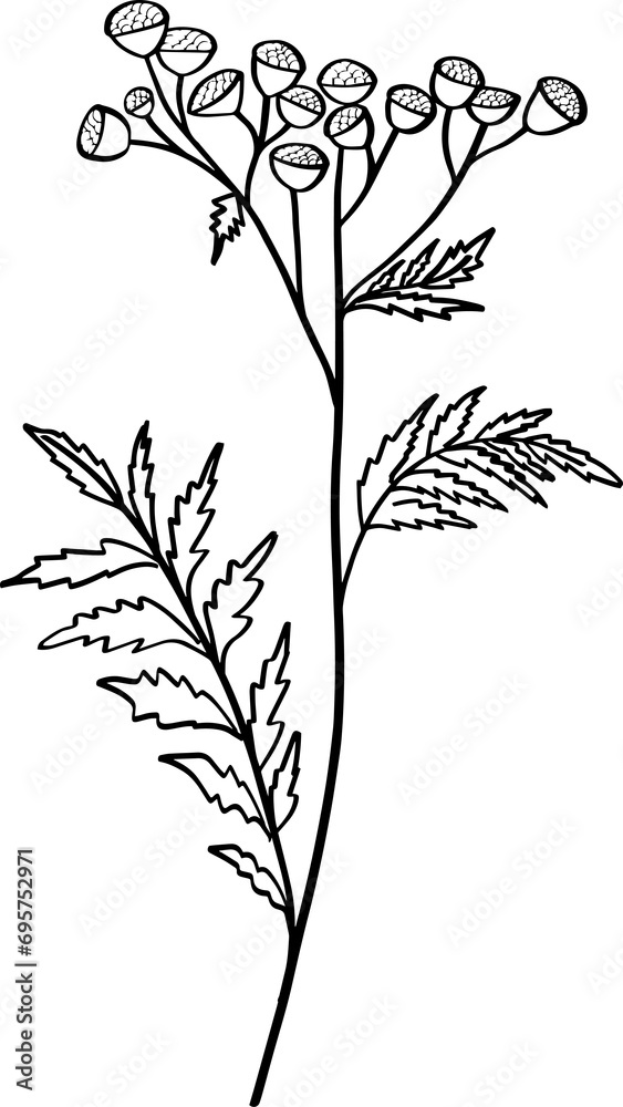 Floral Botanical Hand Drawn Element