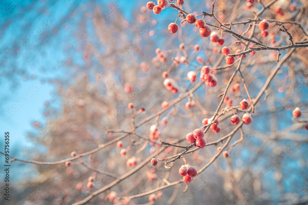 Small apples in winter under the snow Small apples in winter under the snow