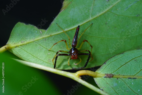 Wide-Jawed Jumping Spider (Viciria praemandibularis) 