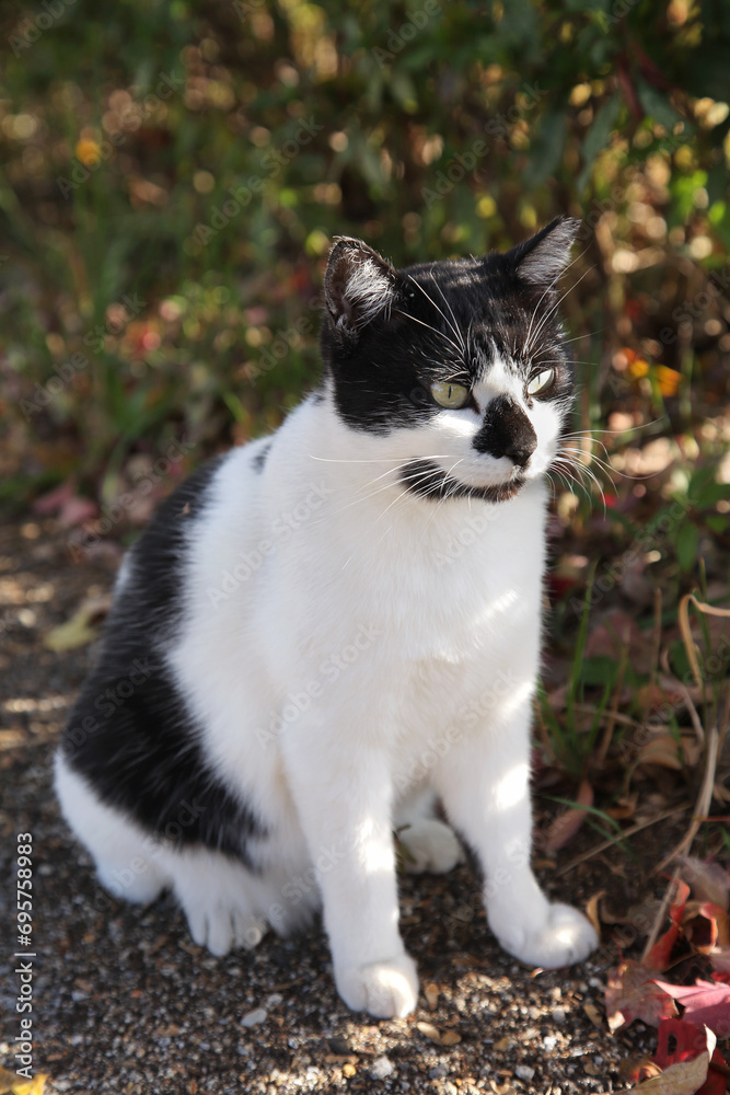 公園で会ったハチワレ鼻黒の猫