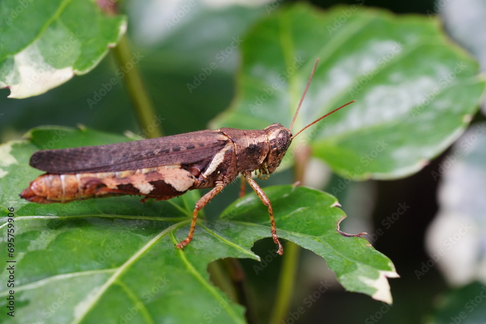 Xenocatantops humilis is a species of grasshopper belonging to the family Acrididae, commonly known as the Moroccan locust or the Sahara grasshopper. |撒哈拉蝗虫 Xenocatantops humilis is a species of grasshopper belonging to the family Acrididae, commonly known as the Moroccan locust or the Sahara grasshopper. |撒哈拉蝗虫
