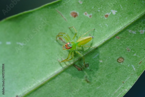 Lyssomanes viridis, commonly known as the Magnolia green jumper or green jumping spider, is a species of small arachnid found in the southeastern United States and parts of Central America.  綠蜘蛛 photo