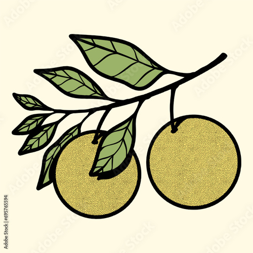 Orange fruits illustrations textured
