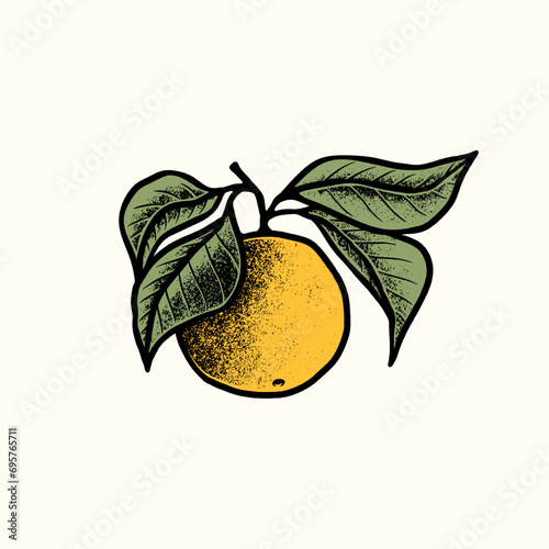 Orange fruits illustrations textured