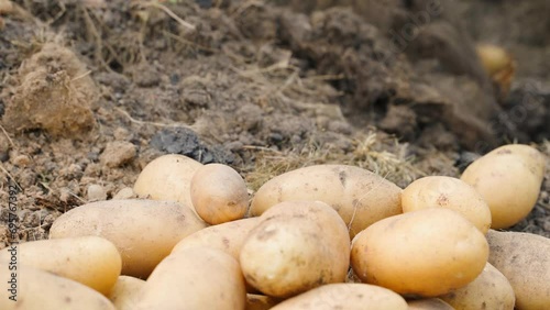 Season of digging white potatoes with a shovel close-up