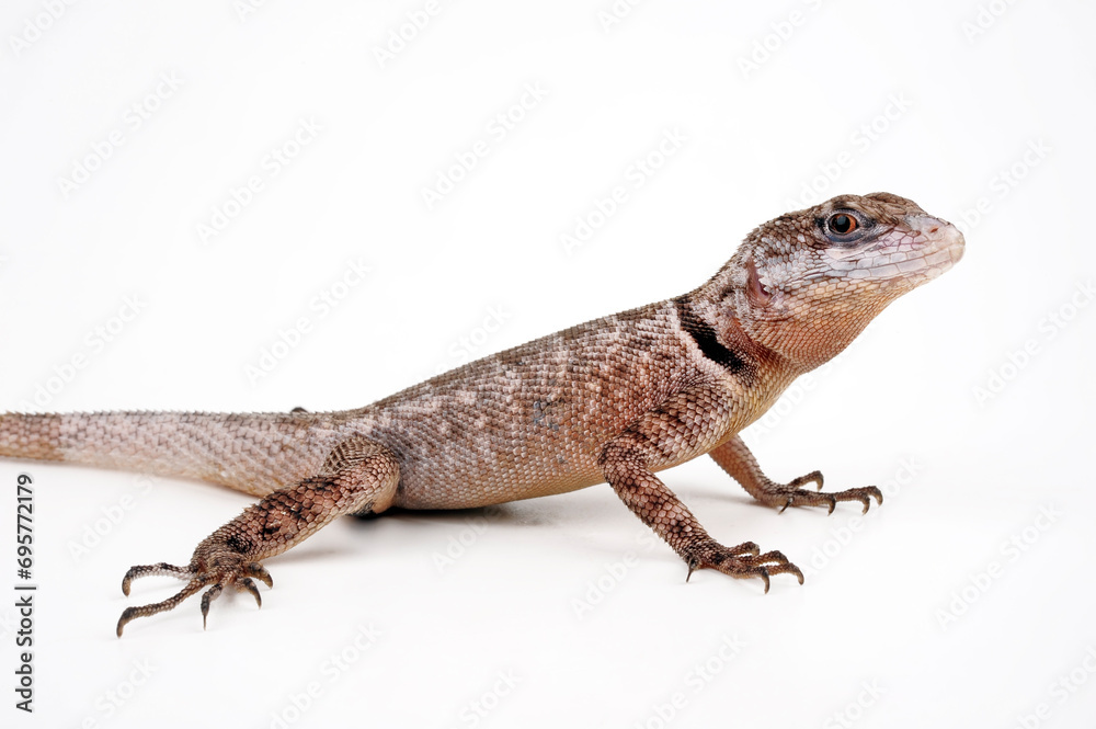 Fototapeta premium Crevice Spiny Lizard // Mexikanischer Stachelleguan (Sceloporus poinsetti)