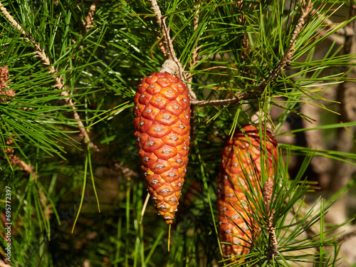 Pineapple. Fruit of a pine. Pinus halepensis