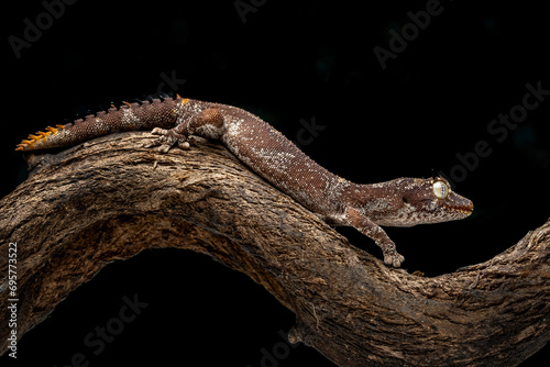 Spiny-tailed Geckos (Strophurus) is native to Australia. photo