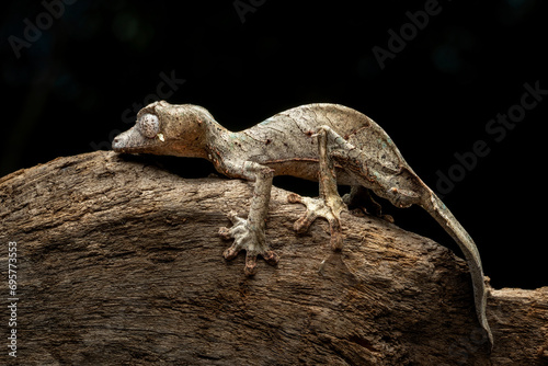 The Satanic Leaf-tailed Gecko (Uroplatus phantasticus) is a species of gecko native to Madagascar. photo