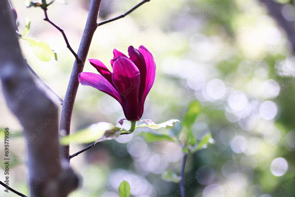 赤いモクレンの花 赤いモクレンの花