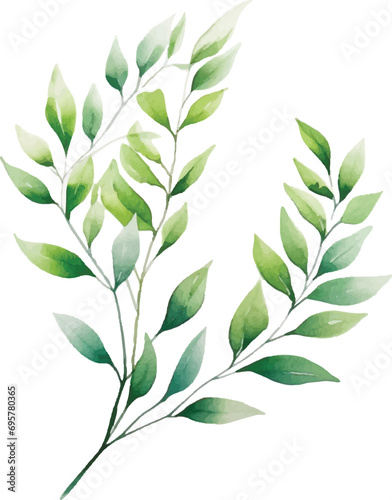 Watercolor leaf stems on a white background