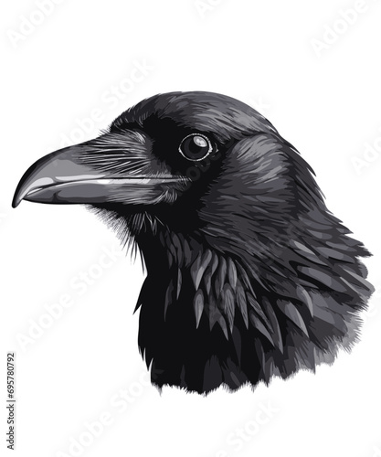 Profile, head of a black crow 