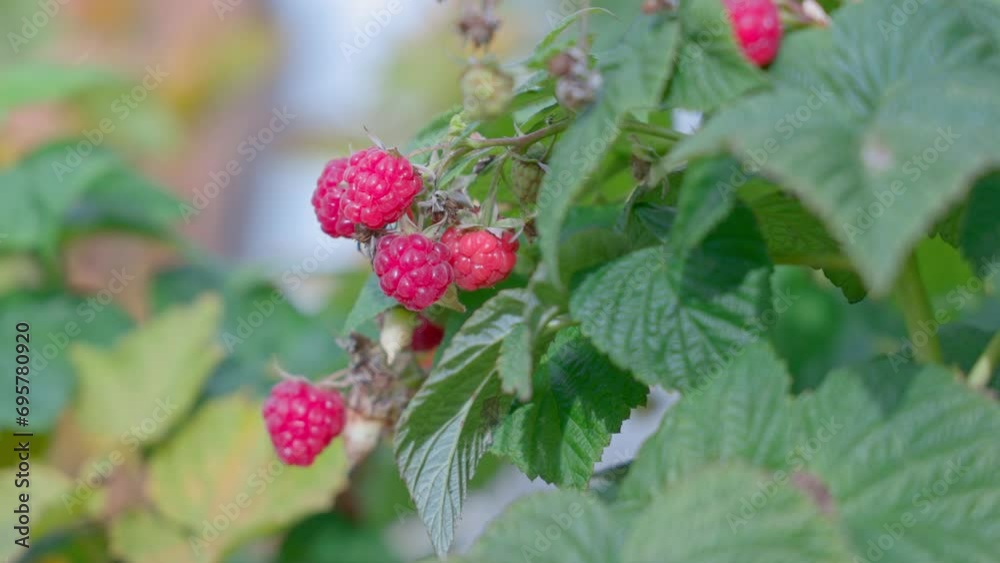 Raspberry plantation on a farm. Red raspberries are ready for harvest. The concept of agriculture, farming, food, fruits and berries. High quality 4k footage Raspberry plantation on a farm. Red raspberries are ready for harvest. The concept of agriculture, farming, food, fruits and berries. High quality 4k footage