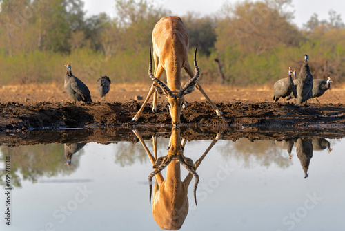 Impala male coming for a drink at a waterhole in Mashatu Game Reserve in the Tuli Block in Botswana         