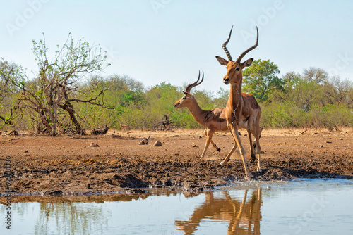 Impala male coming for a drink at a waterhole in Mashatu Game Reserve in the Tuli Block in Botswana          photo