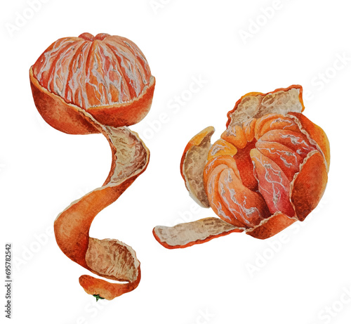Watercolor ripe orange mandarins with twist skin illustration. Sweet, ripe, fresh peeled tangerine fruit isolated on white background.