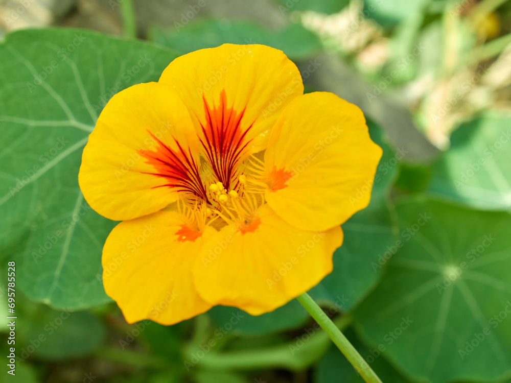 Live wildflowers in a natural environment.