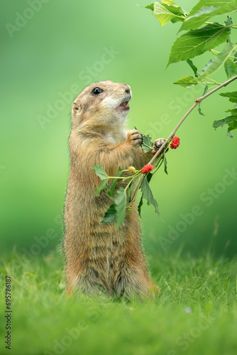 Fototapeta Naklejka Na Ścianę i Meble -  Prairie dog (Cynomys) is native to the grasslands of North America.