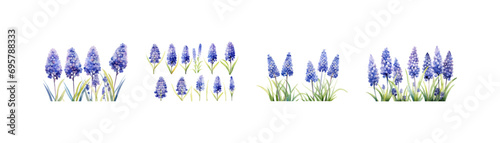 Watercolor muscari plant clipart for graphic resources. Vector illustration design. photo