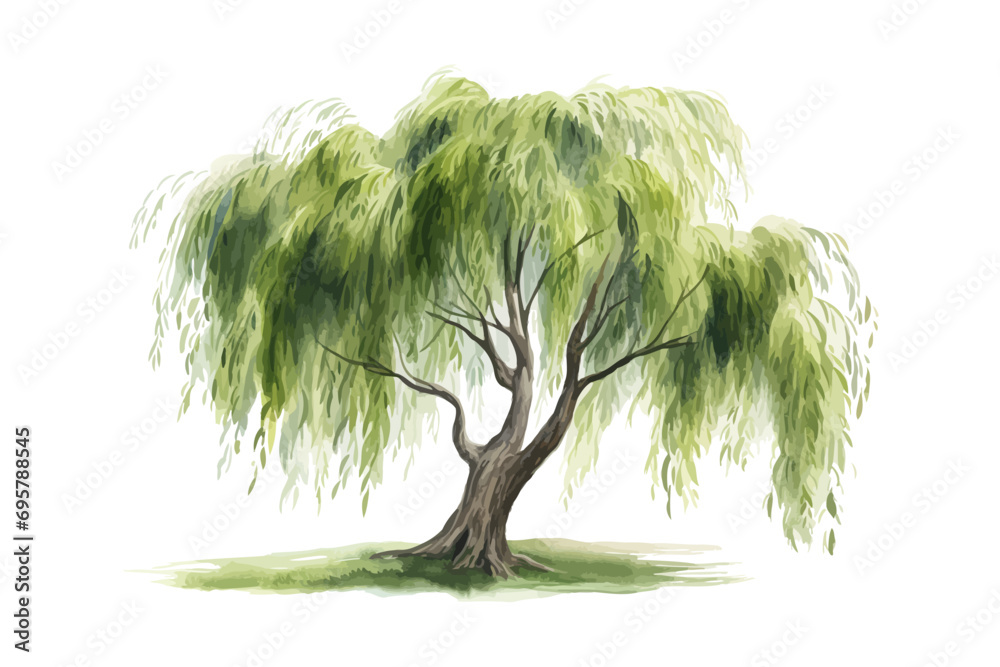 Watercolor willow tree. Vector illustration design. - obrazy, fototapety, plakaty 