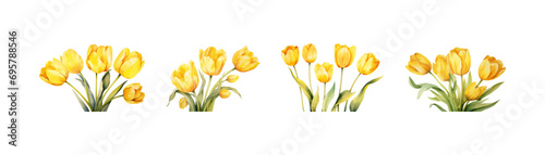 Watercolor yellow tulip set. Vector illustration design. #695788546