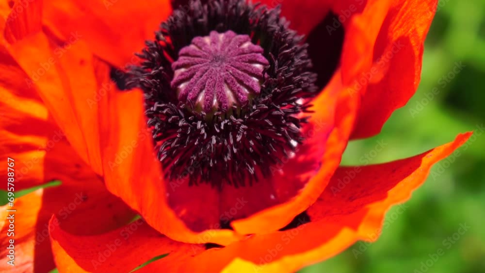 Red Poppy Flower Head close up of petal. Poppies in the meadow wild poppy field, swinging by wind. Macro. Close-up of blossoming poppies. Glade of red poppies. Soft focus blur. Papaver sp. Red Poppy Flower Head close up of petal. Poppies in the meadow wild poppy field, swinging by wind. Macro. Close-up of blossoming poppies. Glade of red poppies. Soft focus blur. Papaver sp.