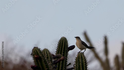 Caribbean Bird Wildlife - Mockingbird  in Super Slow Motion 4K 120fps photo