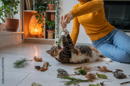 Lazy idle cat lying on floor among natural object brought from wood by pet owner for energy, activity stimulation. Female pet lover sitting on floor, holding twig, playing with kitten to stir interest photo