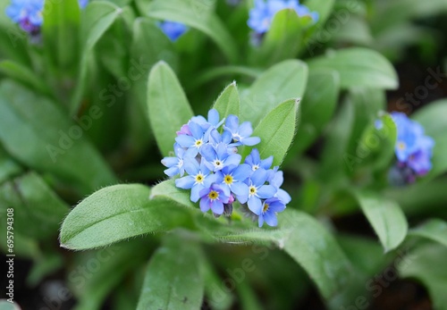 ブルーの勿忘草20220303 photo