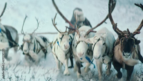 In the middle of Arctic snow man wearing a fur and have a ride with reindeers on a sleigh. slow motions photo