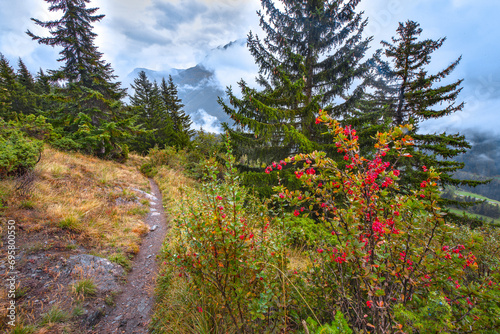 savoie, vanoise,  col de la Madeleine : herbe et arbustes