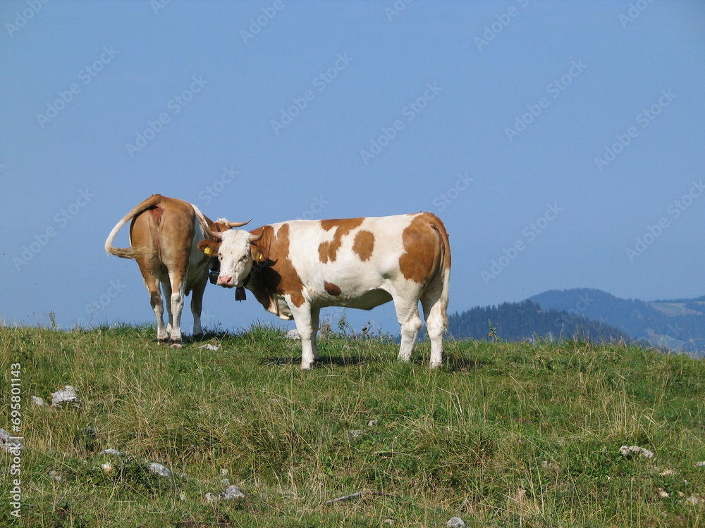 Bayerische Kühe am Berg in den Alpen