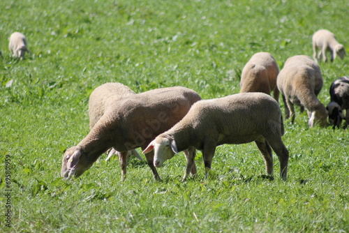 Schafe essen Gras auf der Wiese photo