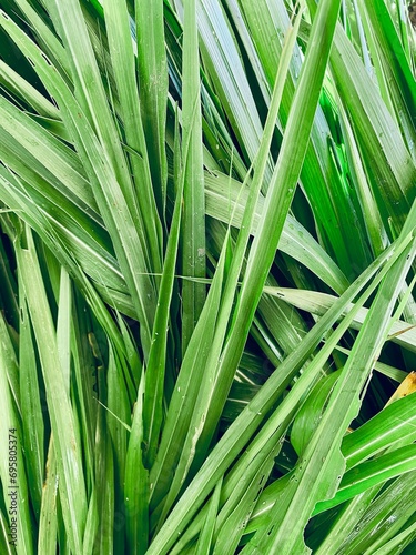 Green vetiver leaves background or texture photo