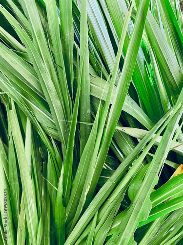 Green vetiver leaves background or texture