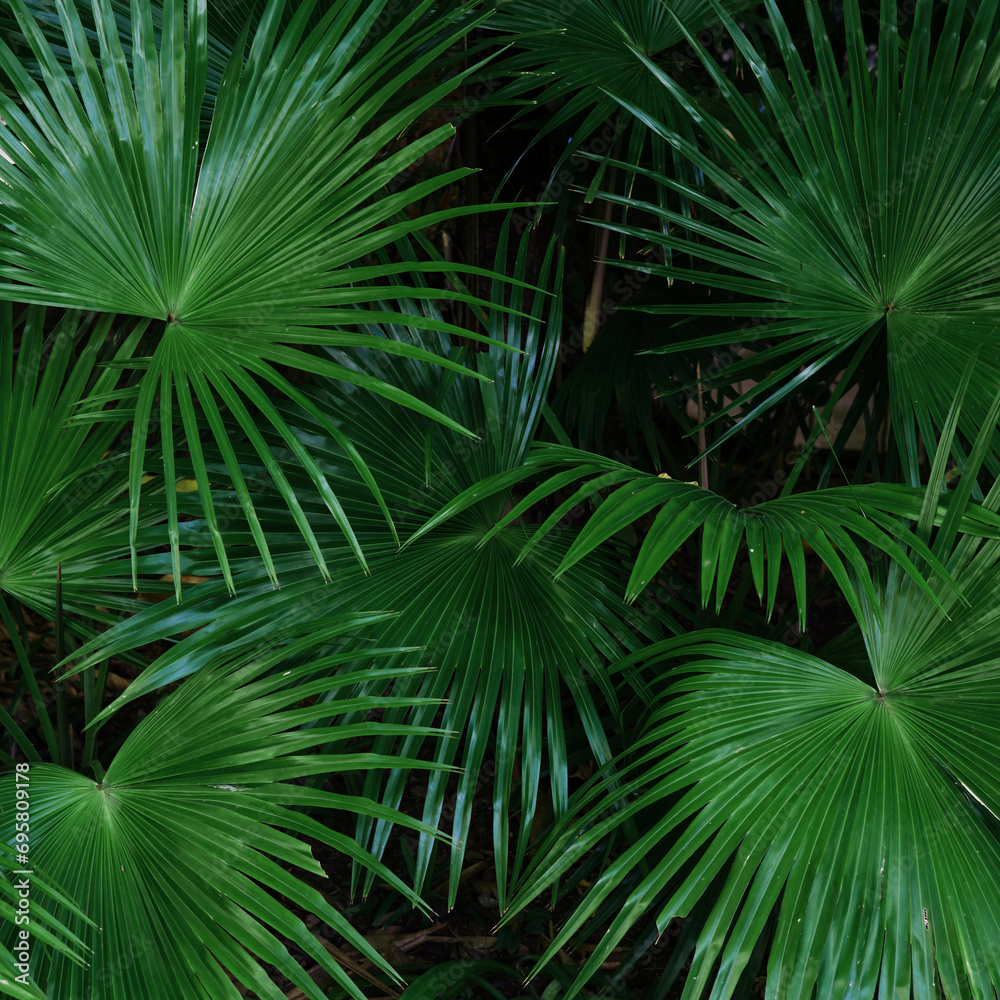 Tropical green leaves or sugar palm. Closeup nature view of green leaf and palms background. Tropical green leaves or sugar palm. Closeup nature view of green leaf and palms background.