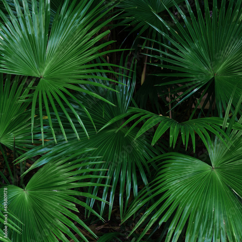 Tropical green leaves or sugar palm. Closeup nature view of green leaf and palms background.