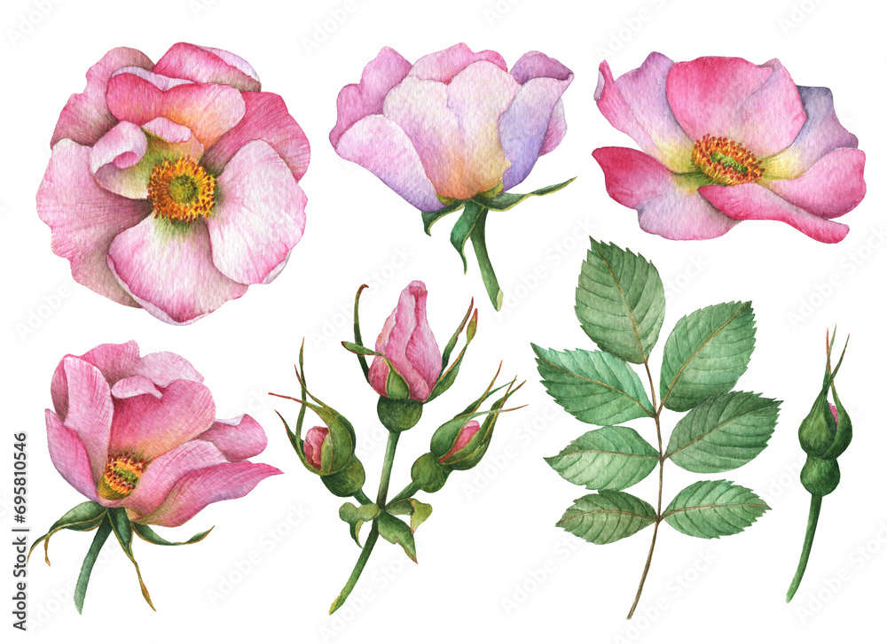 Watercolor set of rosehip flowers, hand drawn illustration of wild roses and leaves isolated on white background.