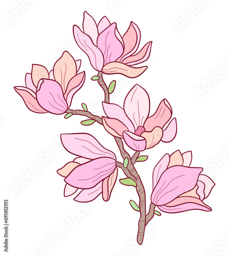 hand drawn botanical pink magnolia vector flower branch illustration 