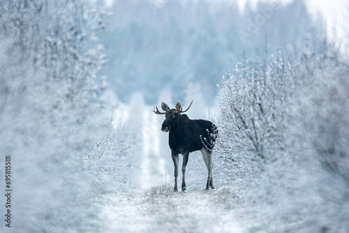 Mammal - bull moose winter  Alces 
