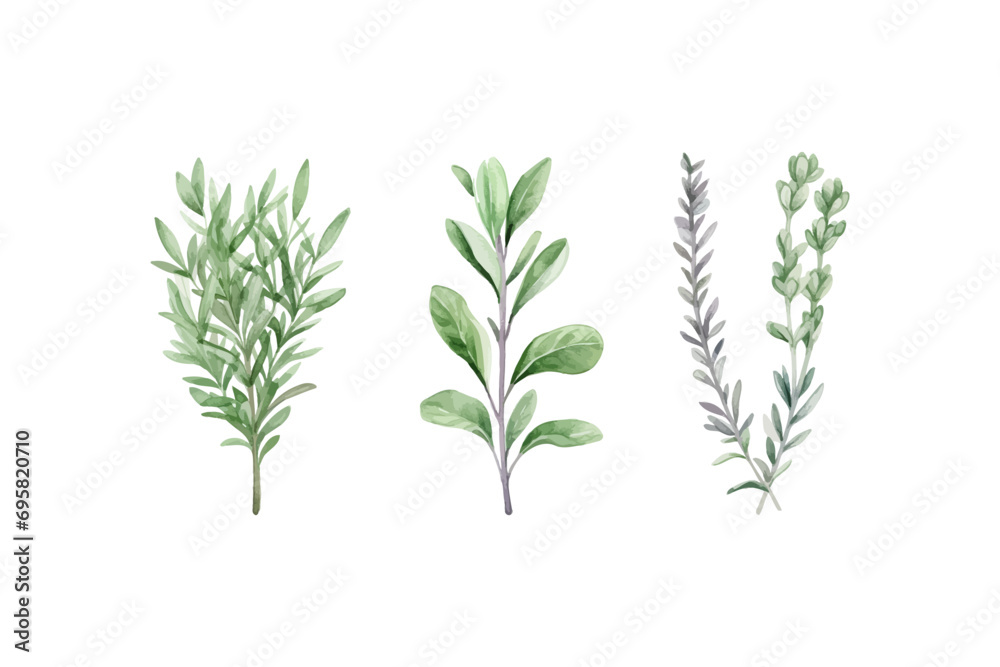Watercolor rosemary basil bay leaf parsley. Herbs. Vector illustration design. - obrazy, fototapety, plakaty 