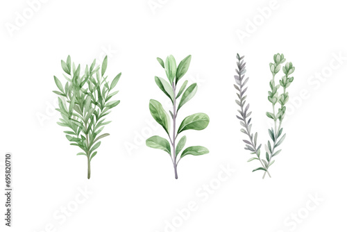 Watercolor rosemary basil bay leaf parsley. Herbs. Vector illustration design. photo