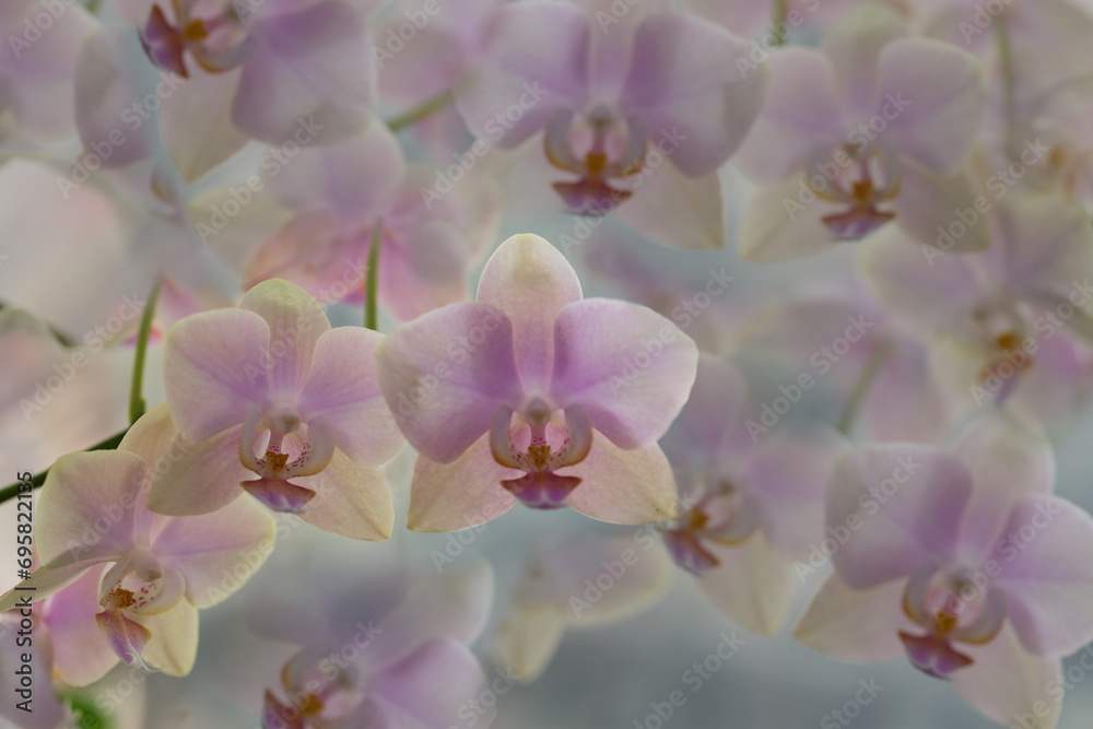 Floral faded blurred background with orchid flowers Floral faded blurred background with orchid flowers