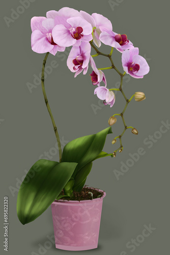 Phalaeonopsis plant with a sprig of pink flowers photo